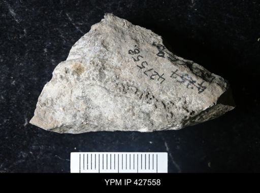 Favosites sp.