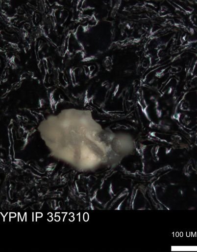undet. Foraminiferida