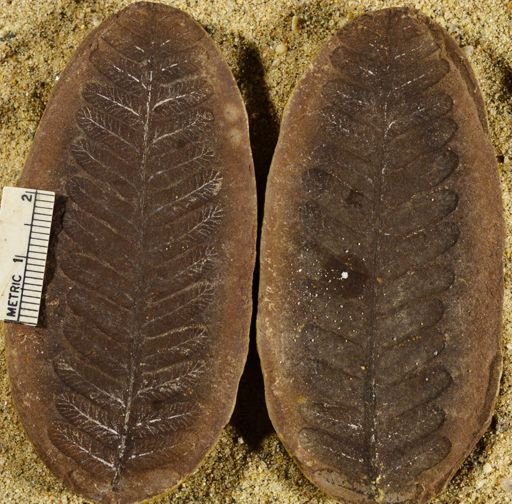 Pecopteris sp.