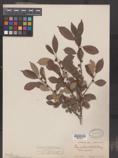 Ilex verticillata