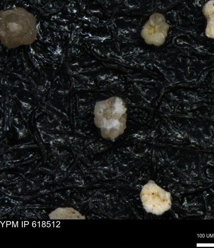 undet. Foraminiferida