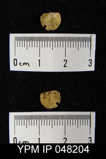 Parmorthis brownsportensis