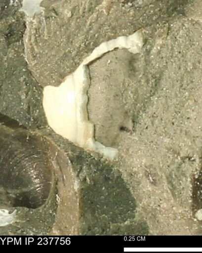 Limopsis striatopunctatus