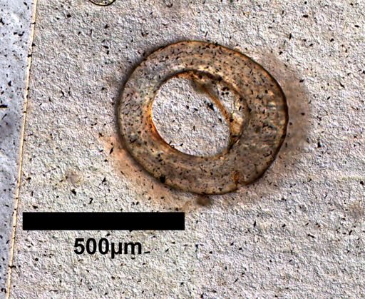 Coleonyx variegatus