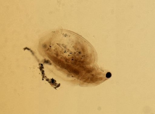 Daphnia