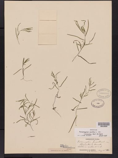 Potamogeton pusillus var. tenuifolius
