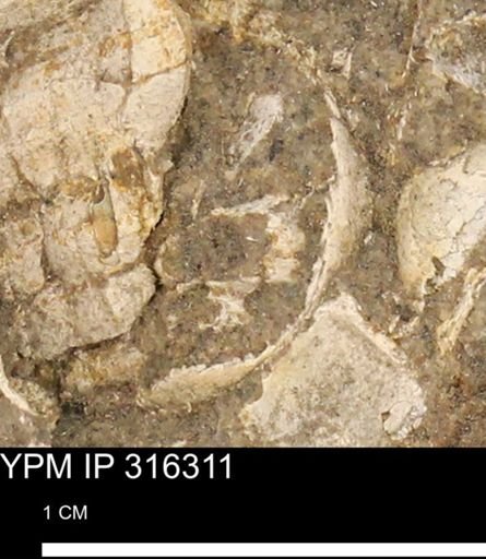undet. Mollusca