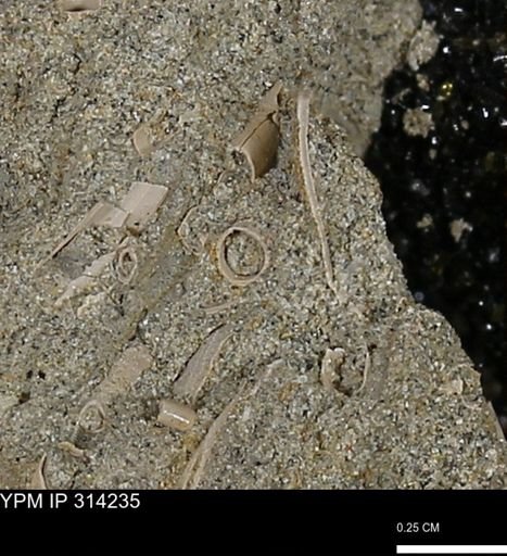 undet. Scaphopoda