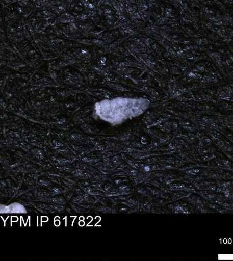 undet. Heterohelicidae