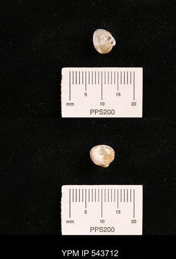 Protocardia sp.