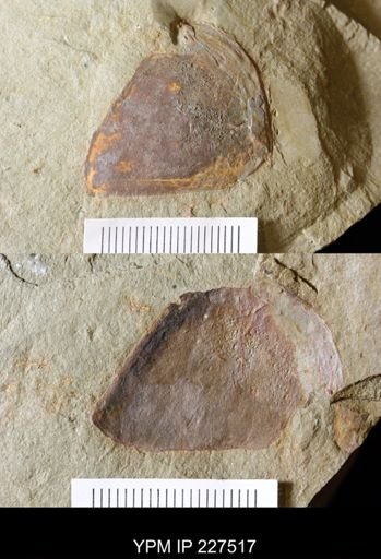 Anomalocarididae