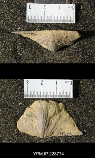 Neospirifer triplicatus