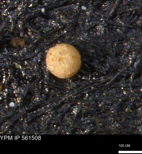 undet. Foraminiferida