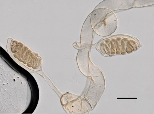 Physophora hydrostatica