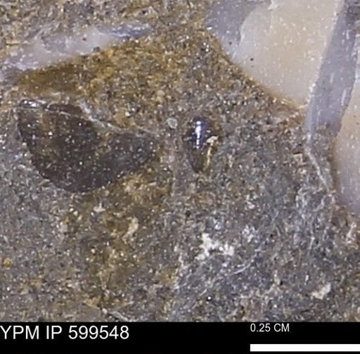 Protocardia subquadrata