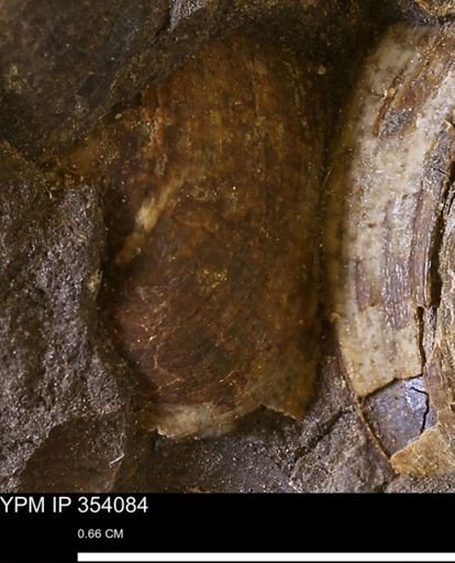 undet. Bivalvia