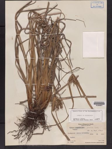 Cyperus