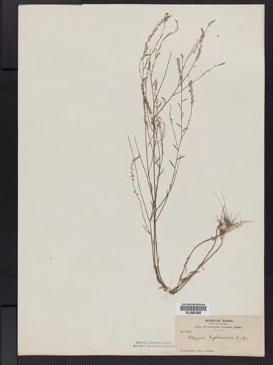 Polygala