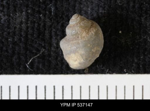 Viviparus montanaensis
