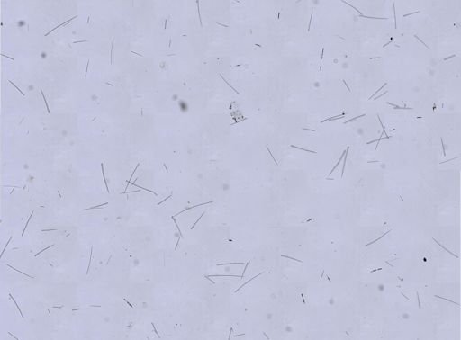 Agelas sp.