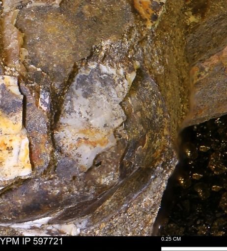 undet. Bivalvia