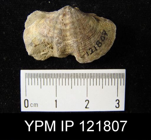 Spirifer sp.