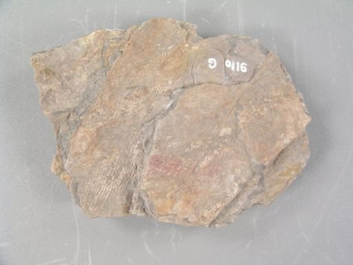 Sphenozamites grandis