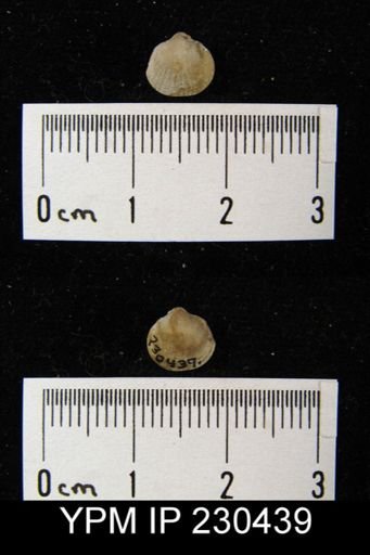 Enteletes hemiplicata plattsburgensis