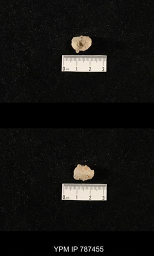 undet. Brachiopoda