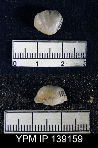 Chonetella nasuta