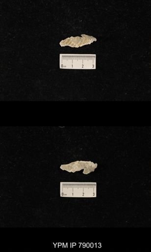 Leptodus sp.
