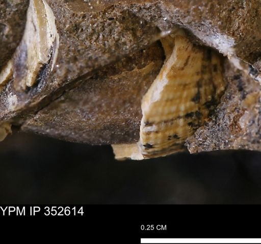 Parallelodon (Cosmetodon) sp.
