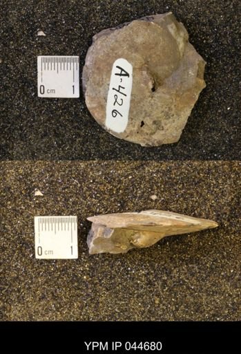 Sphenodiscus lenticularis