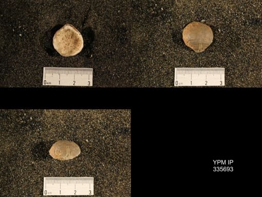 Linoproductus ovatus