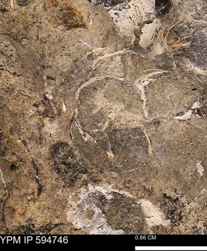 Protocardia sp.