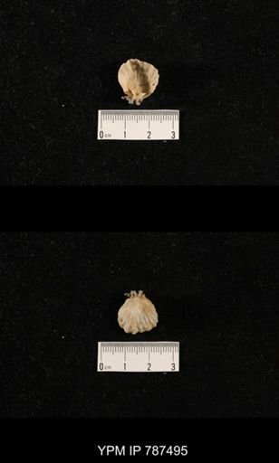 undet. Brachiopoda