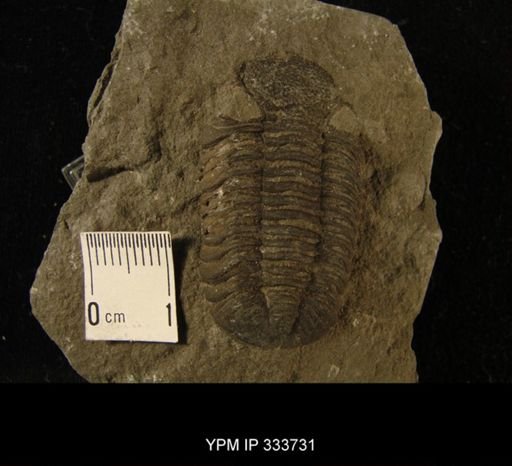 Phacops rana