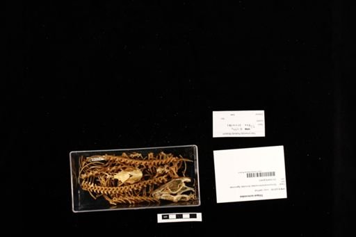 Tiliqua scincoides