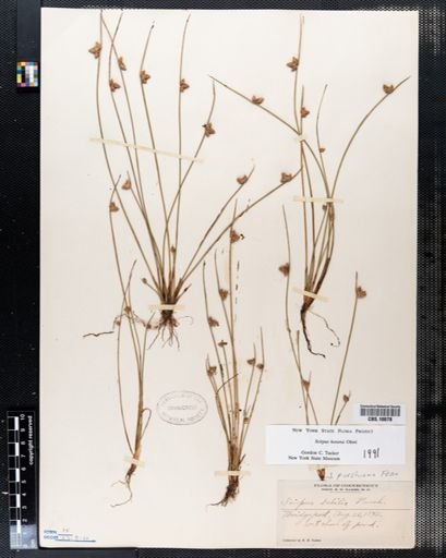 Scirpus hotarui