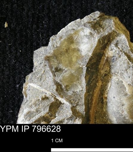 undet. Mollusca