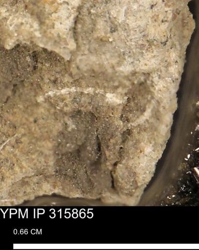 undet. Mollusca