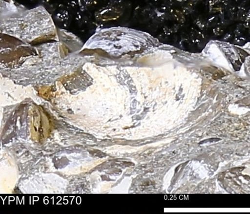 Protocardia sp.