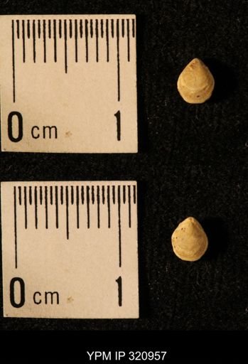 Dielasma elongatum