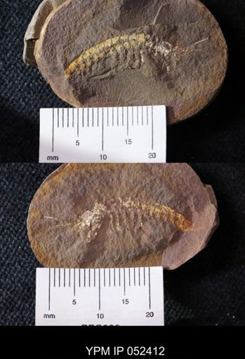 Acanthotelson stimpsoni