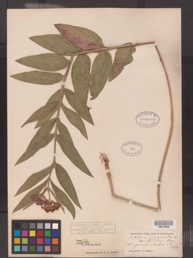 Asclepias incarnata pulchra
