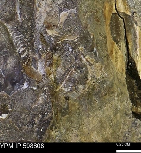 undet. Mollusca