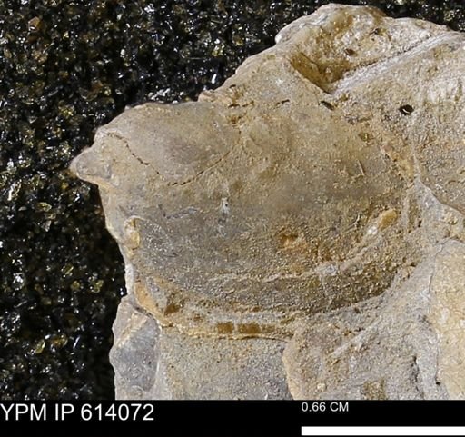 undet. Bivalvia