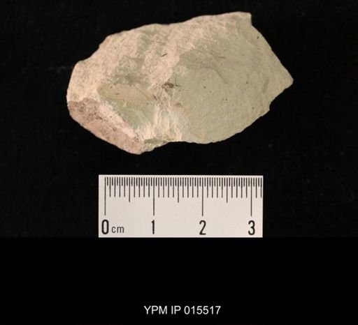 Probnis speciosa