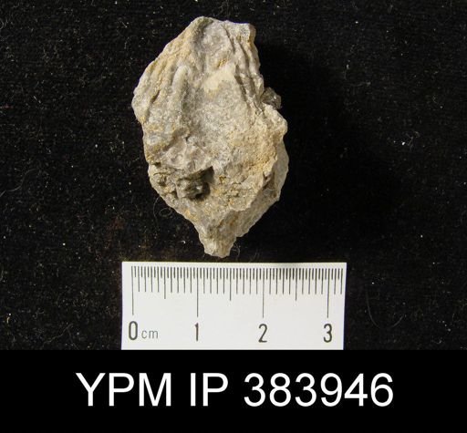 Cyrtina rostrata