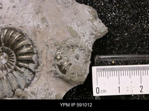 Pleuroceras costatus